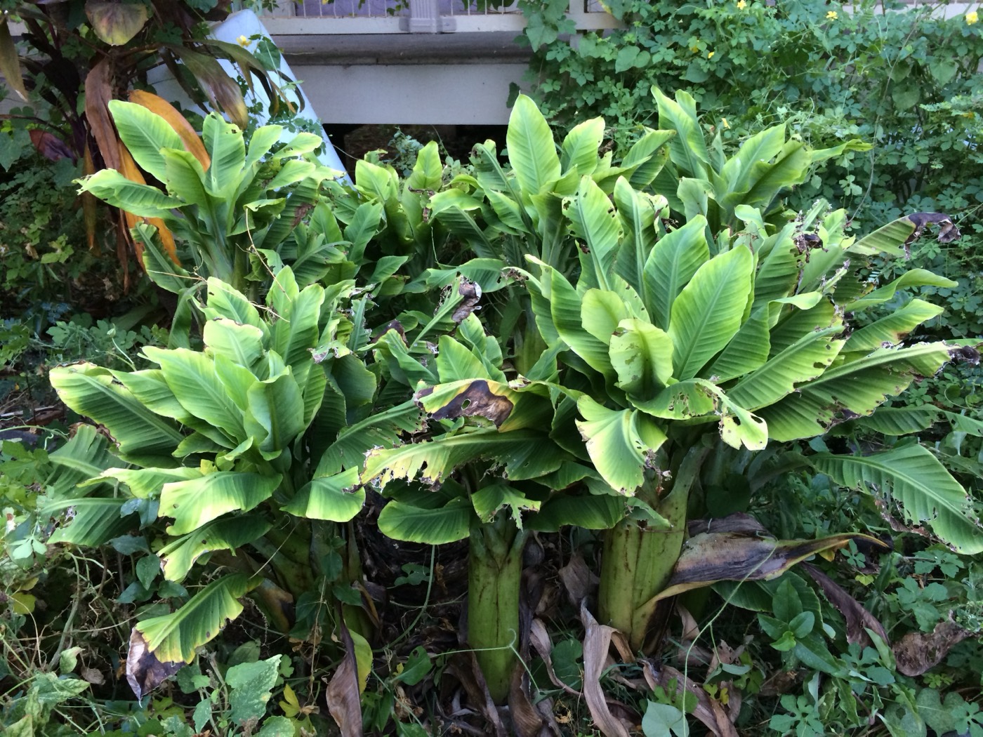 Banana plant infected with bunchy top virus, showing short, stiff, narrow leaves with yellow margins bunched tightly at the top of the pseudostem.