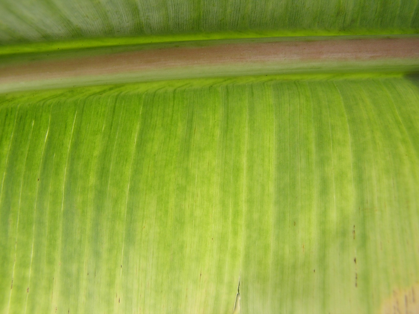 Close-up of a banana leaf showing the dark green dot-and-dash 'Morse code' streaking and hooked 'J-hook' vein markings caused by bunchy top virus.